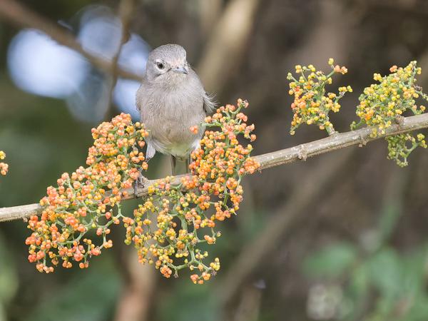 <h3><a href="/trips/tanzania/biota/animalia/chordata/aves/040 passeriformes/108 muscicapidae/dioptrornis fischeri/dioptrornis fischeri-nl.html">Dioptrornis&nbsp;fischeri</a> / White‑eyed&nbsp;slaty&nbsp;flycatcher / Bergdrongovliegenvanger</h3>OM-1 Mark II met OLYMPUS M.150-400mm F4.5, 1/2000 sec  bij F4.5, ISO 5000, afstand 14.4&nbsp;m